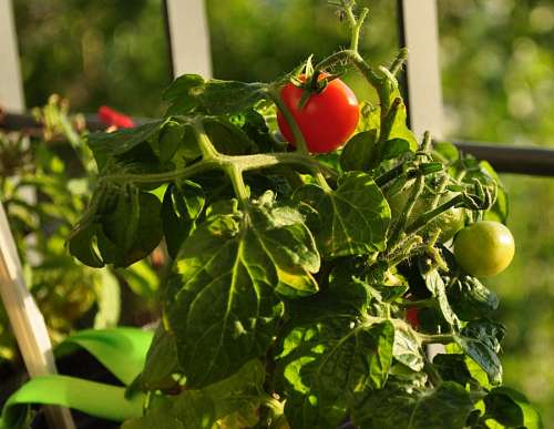 tomate cherry Tomate Cherry
