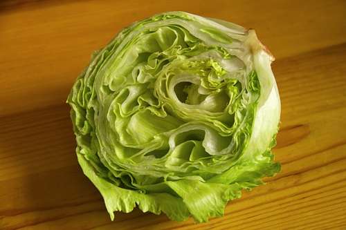 devanado Lechuga