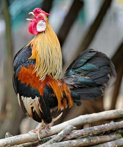 Gallo cantando en primer plano