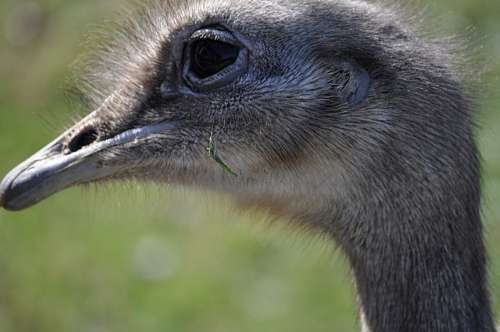aves Avestruz