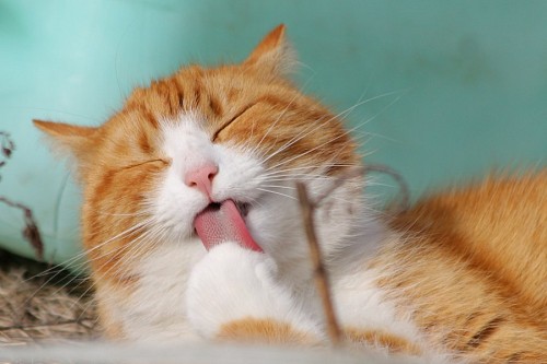parte del cuerpo Gato adorable lamiendo su patita