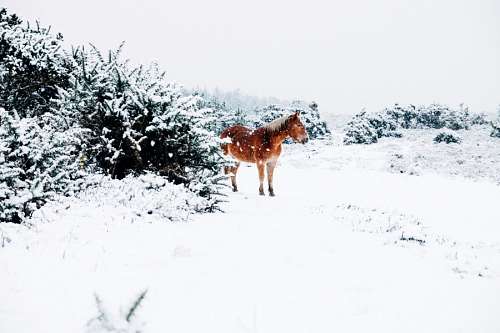 Caballo en la nieve