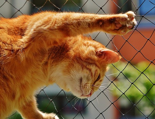 Travieso gatito trepando por el alambrado