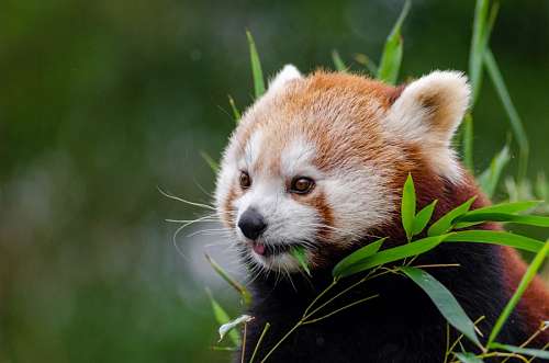 panda Oso rojo