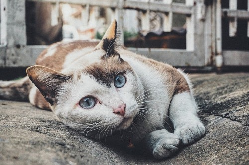ojos azules Bello gato callejero de ojos azules
