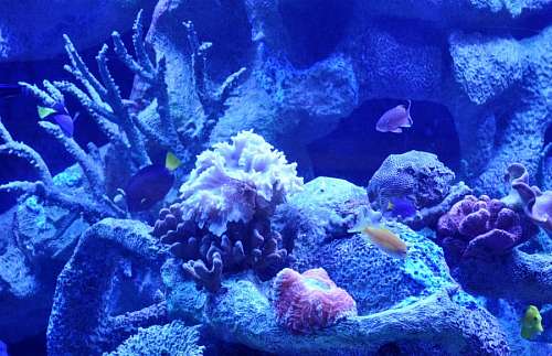 peces acuario