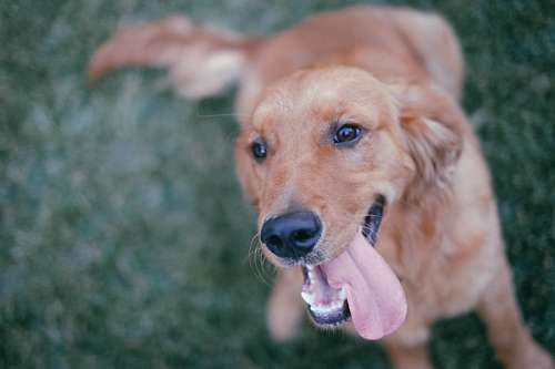 golden retriever Golden Retriever