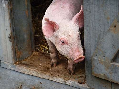 cerdas Chancho