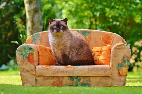 parte del cuerpo Felino posando en el sofá