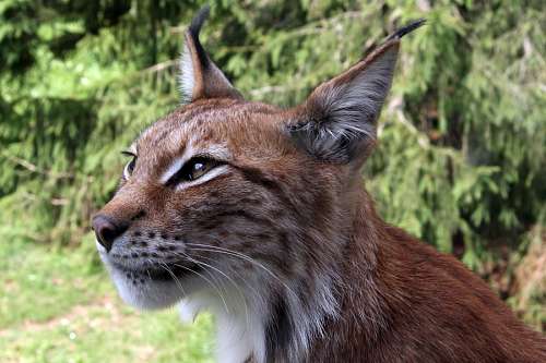 selva Lince