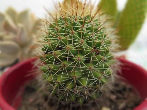 cactus Cactus