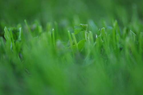 Textura Pasto