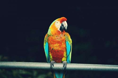 Retrato de un colorido guacamayo