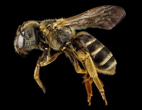 abejas Abeja