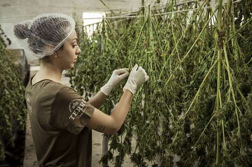 medicina Mujer trabajando en produccion de Cannabis