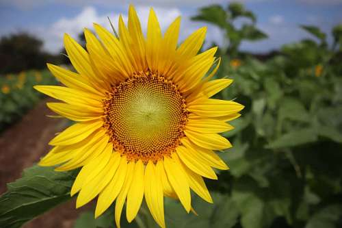 Primer plano de un girasol en una plantacion 