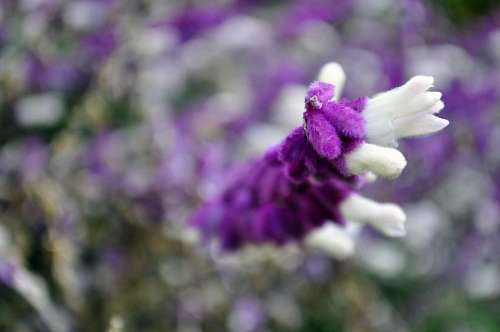 violeta Fondo Naturaleza