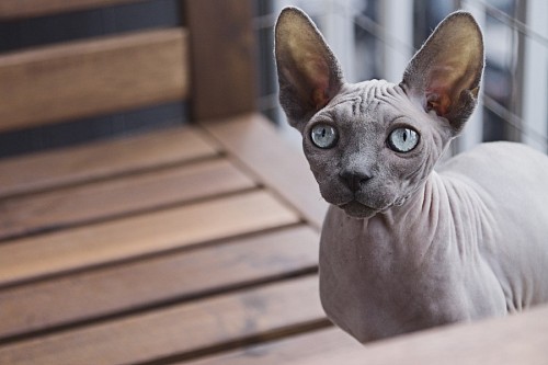 Gato egipcio Sphynx de ojos celeste