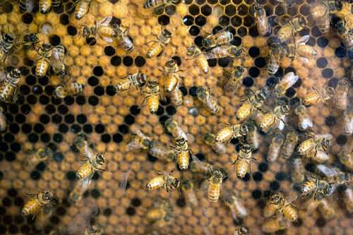 Abejas productoras de miel en la colmena 