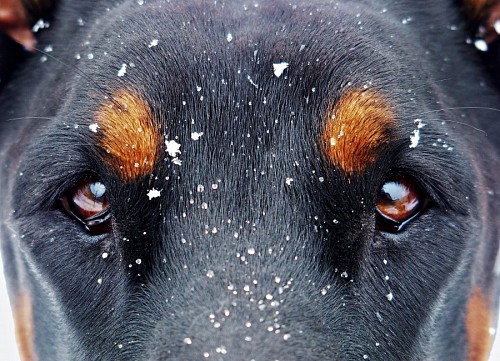 recortable Bella mirada canina bajo la nieve