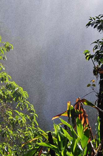 cataratas del iguazu Selva