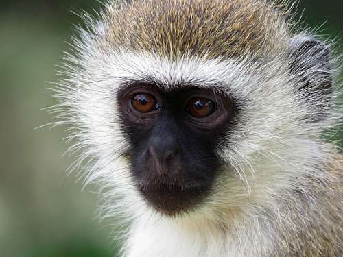 Mono Vervet 