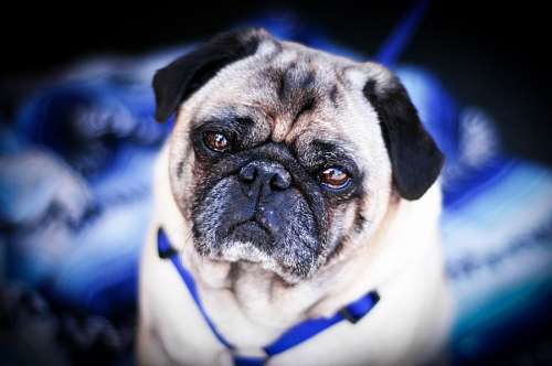 Perro Pug