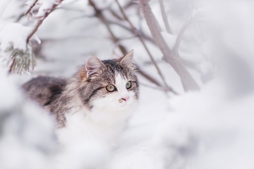 encantador Peludo gato disfrutando de la nieve