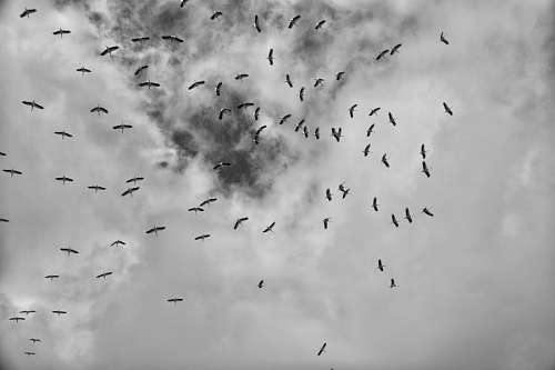 aves Bandada de pajaros