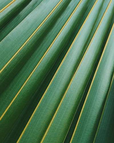 hojas de palma Textura de hoja