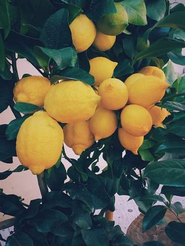 limon Limonero