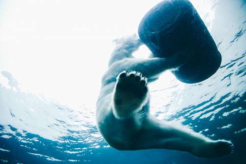 pies Polar Bear
