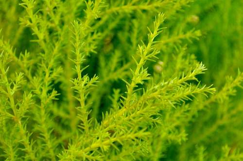 conifero Pino