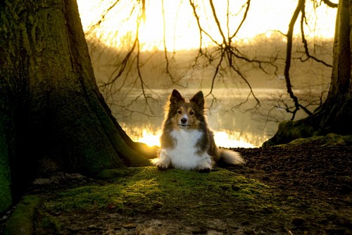 recortable Perro Sheltie posando en el bosque 