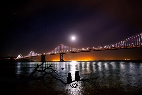 fondos de pantalla hd Pareja de gatos observando el puente de San Francisco