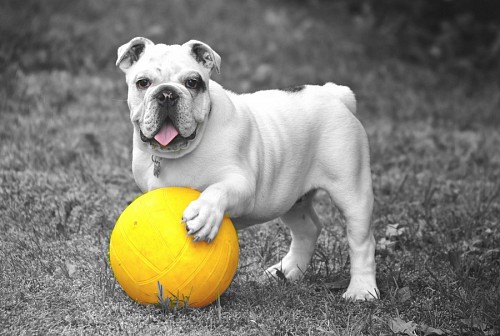 recortable Simpático Bulldog Ingles con su balón amarillo