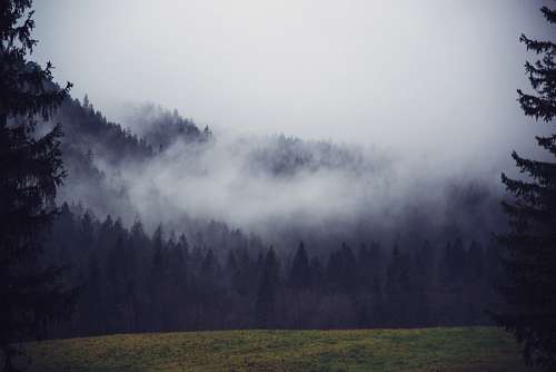 bruma Niebla en el bosque