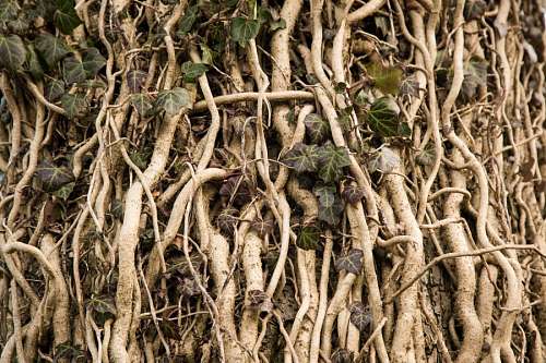 raiz Raices