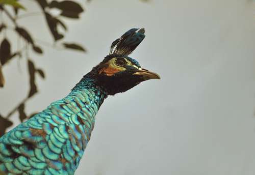 Pavo Real