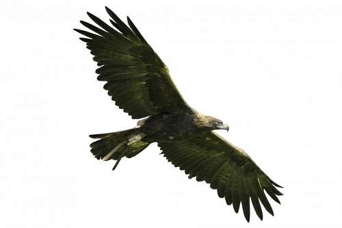 miguel Aguila en vuelo sobre fondo blanco