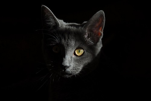 fondos de pantalla 4k Gato gris con fondo negro