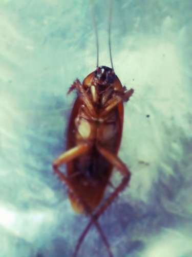 insecticida 