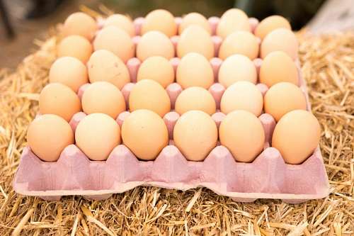 fresco de granja Huevos de Campo recién juntados en la granja