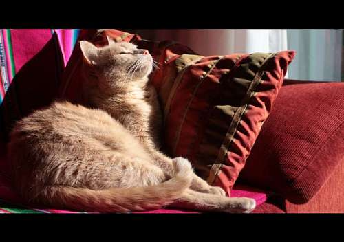 mascota de interior Gato relajandose en el sillon