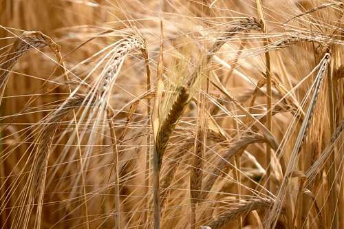 retroiluminado campo de trigo dorado ,un concepto de cosecha