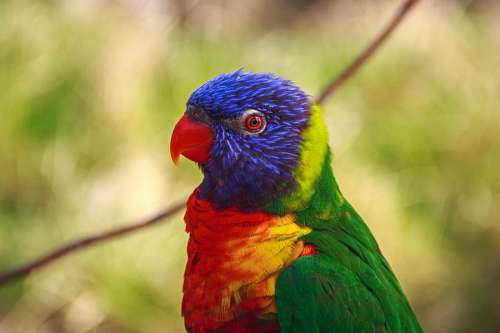 Ave Agapornis 