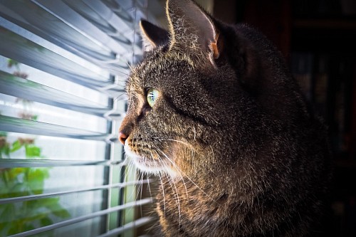 parte del cuerpo Mascota esperando a su amo en la ventana