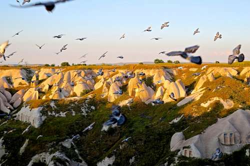 aves Gaviotas