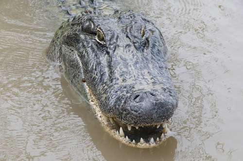 cocodrilo