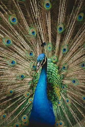 ojo de pajaro Pavo real colorido con plumas desplegadas